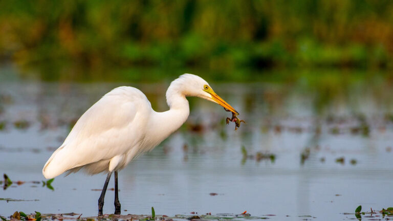 Egret_With_Frog_Catch72